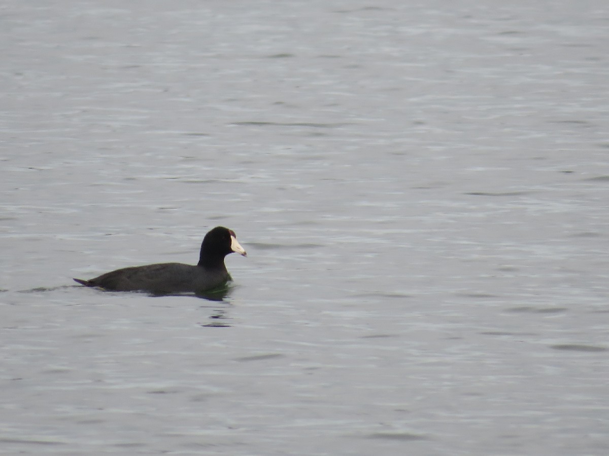 American Coot - ML319047111