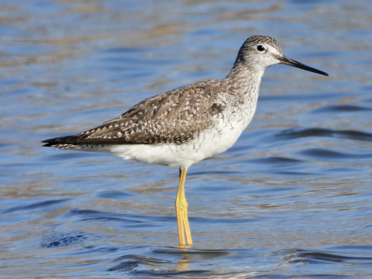 Greater Yellowlegs - Caroline Quinn