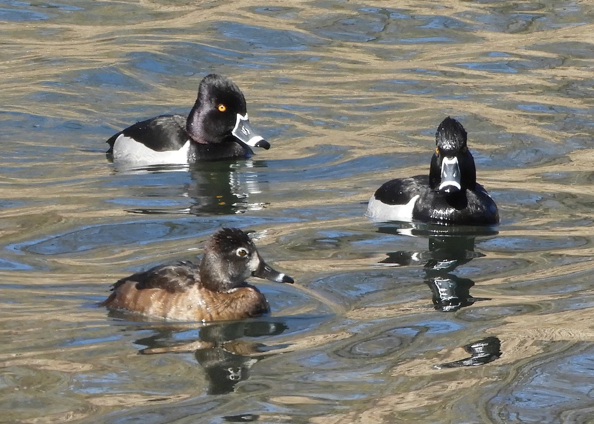 Ring-necked Duck - ML319050201