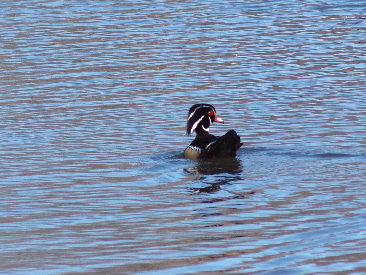 Wood Duck - ML319052011