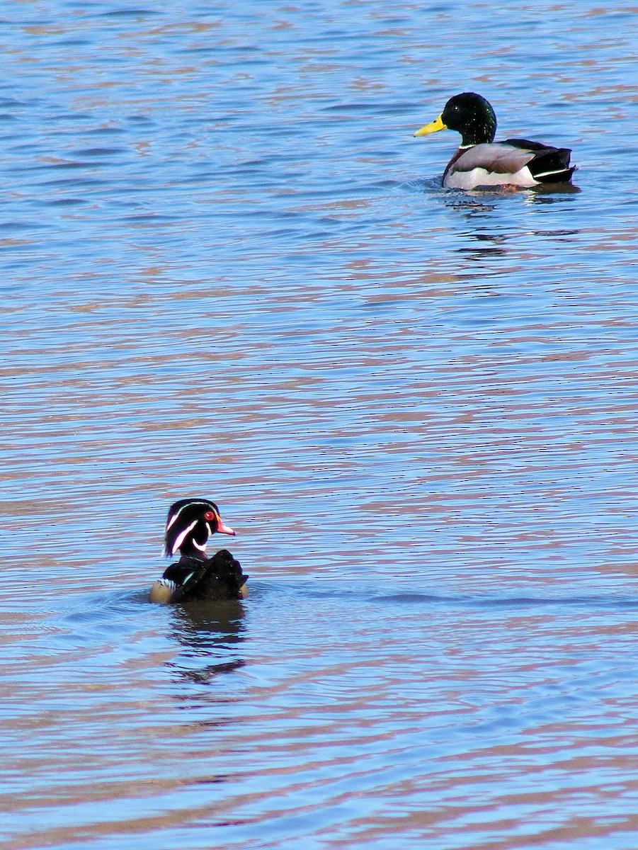 Wood Duck - ML319052041