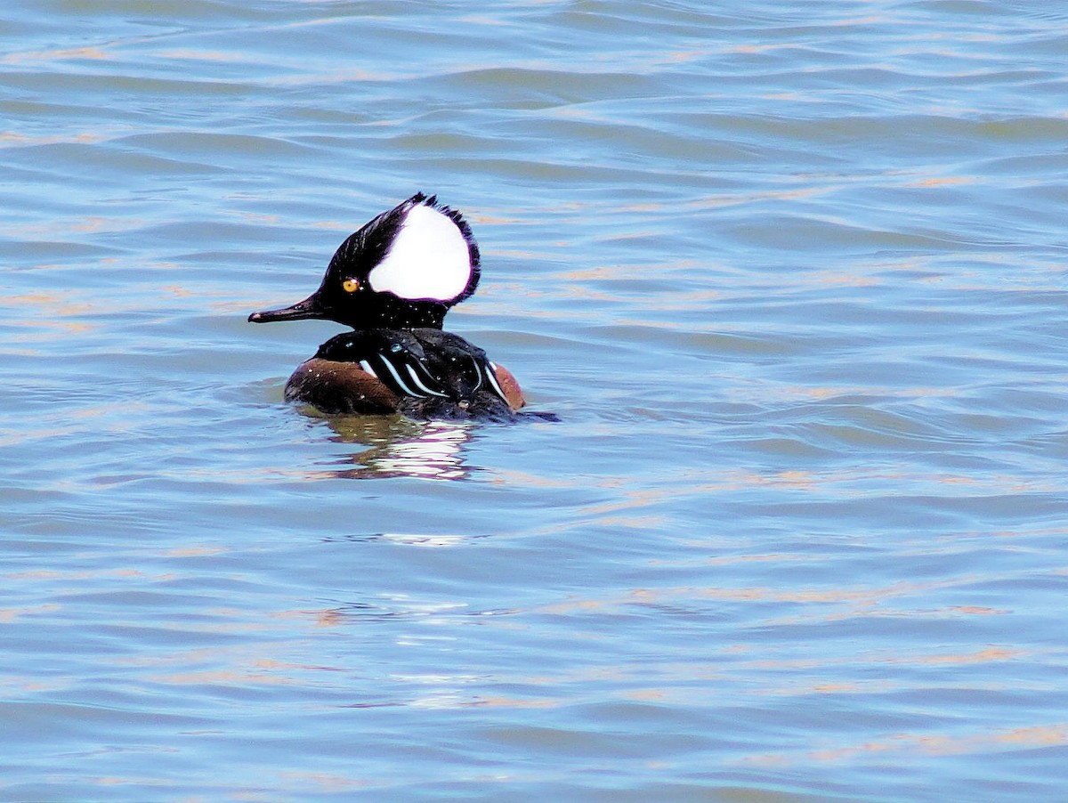 Hooded Merganser - ML319052141