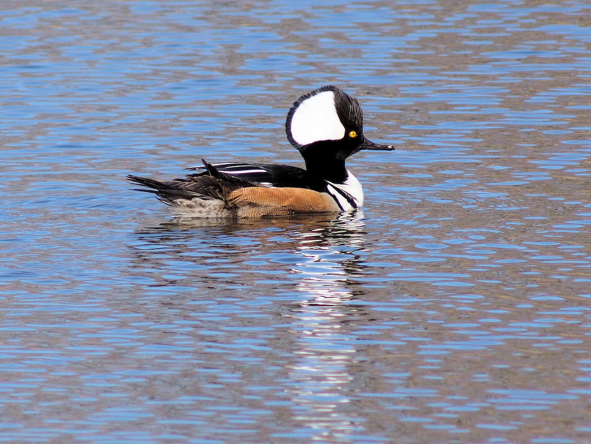 Hooded Merganser - ML319052181