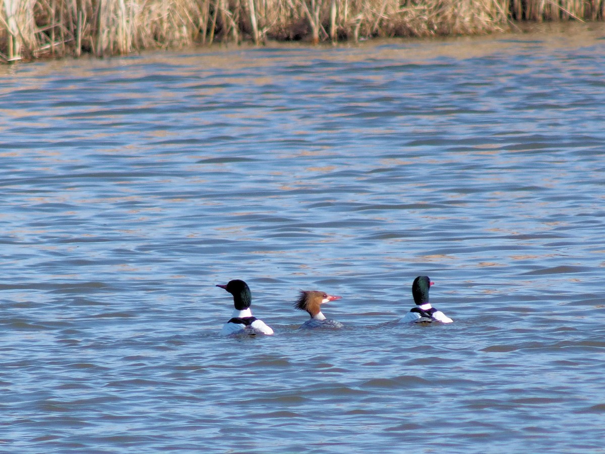 Common Merganser - ML319052231