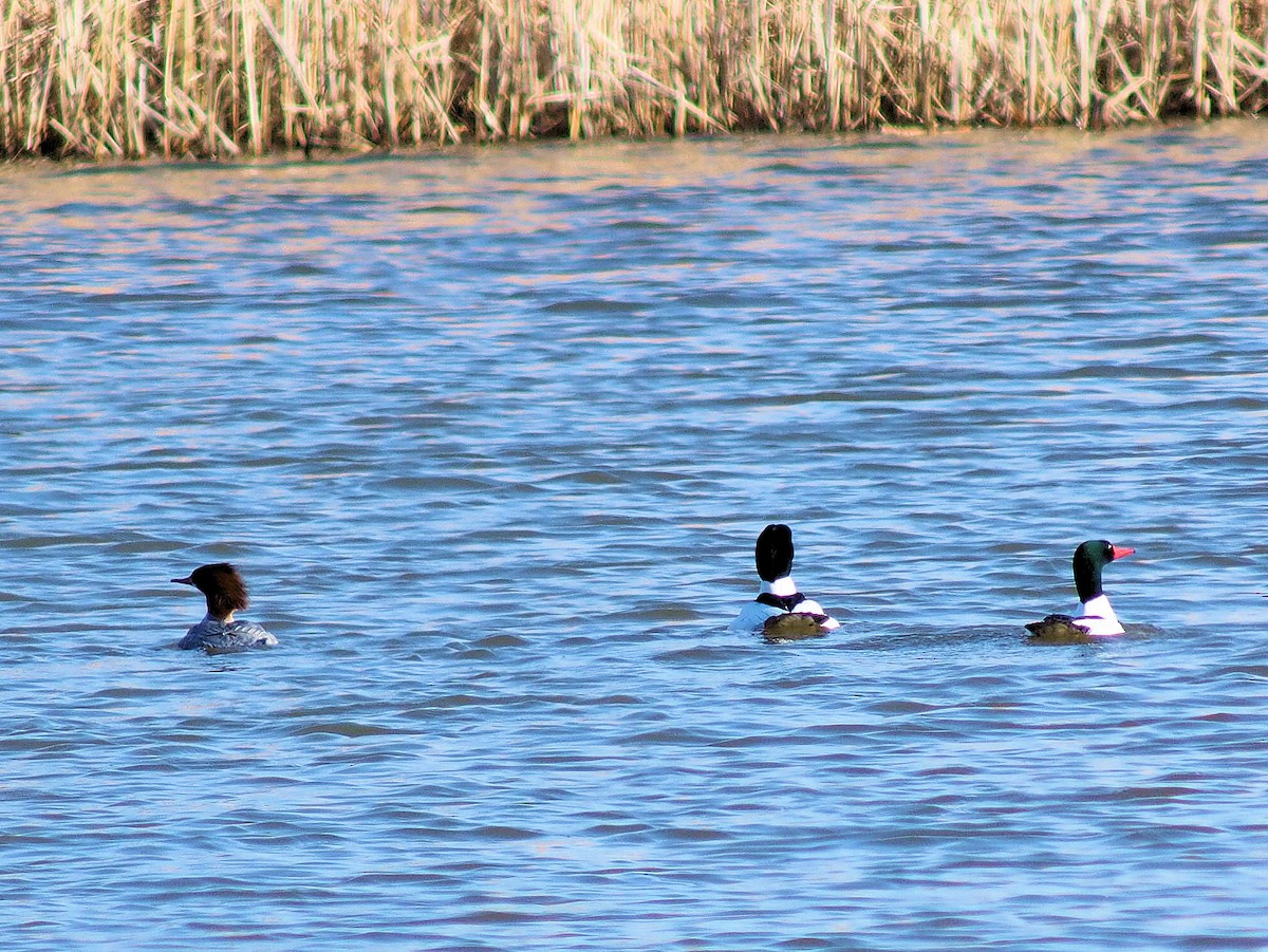 Common Merganser - ML319052261