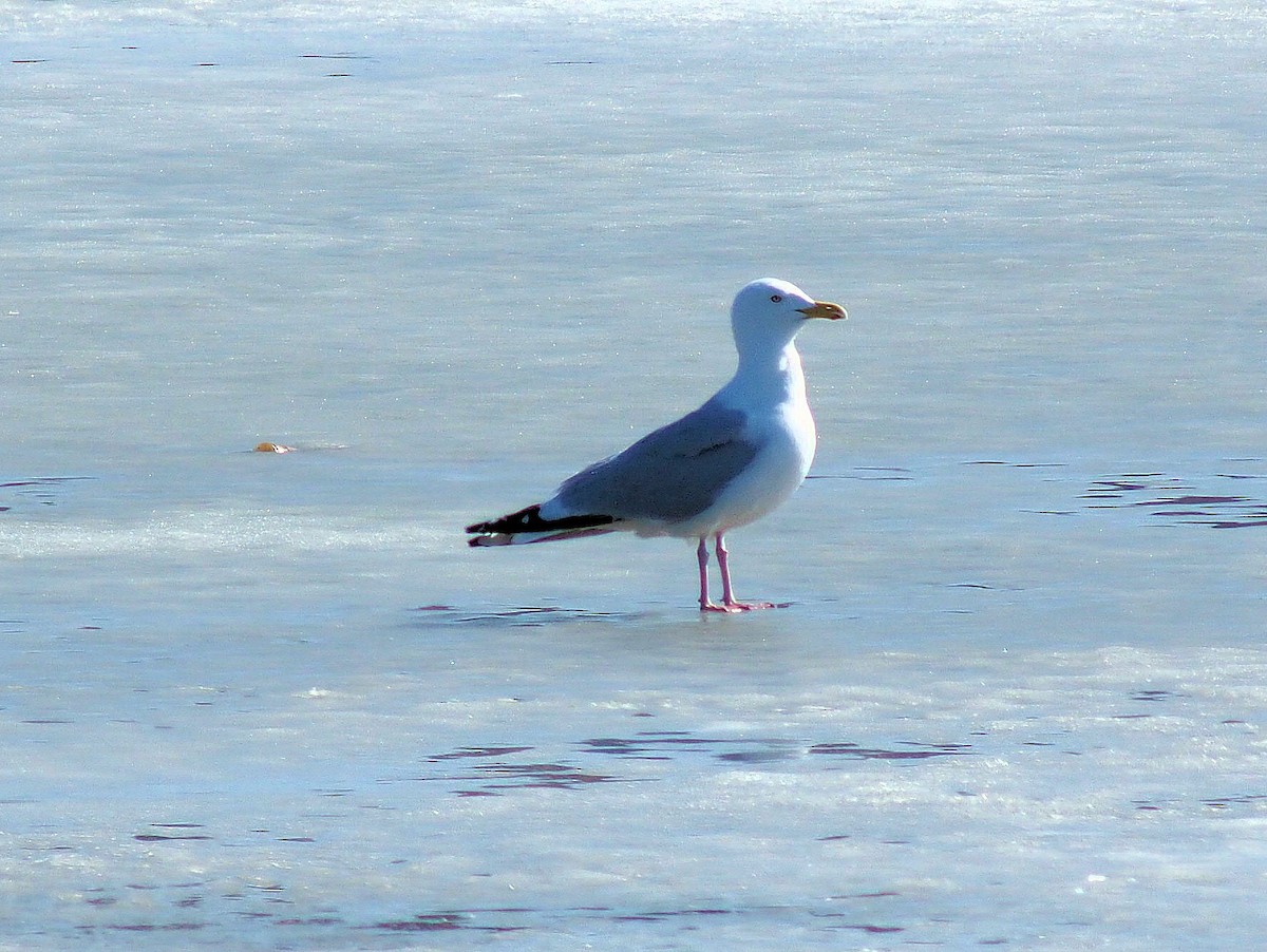 American Herring Gull - ML319052311