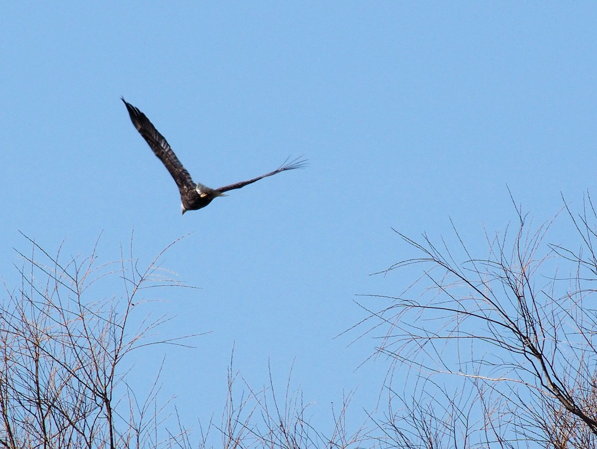 Weißkopf-Seeadler - ML319052361