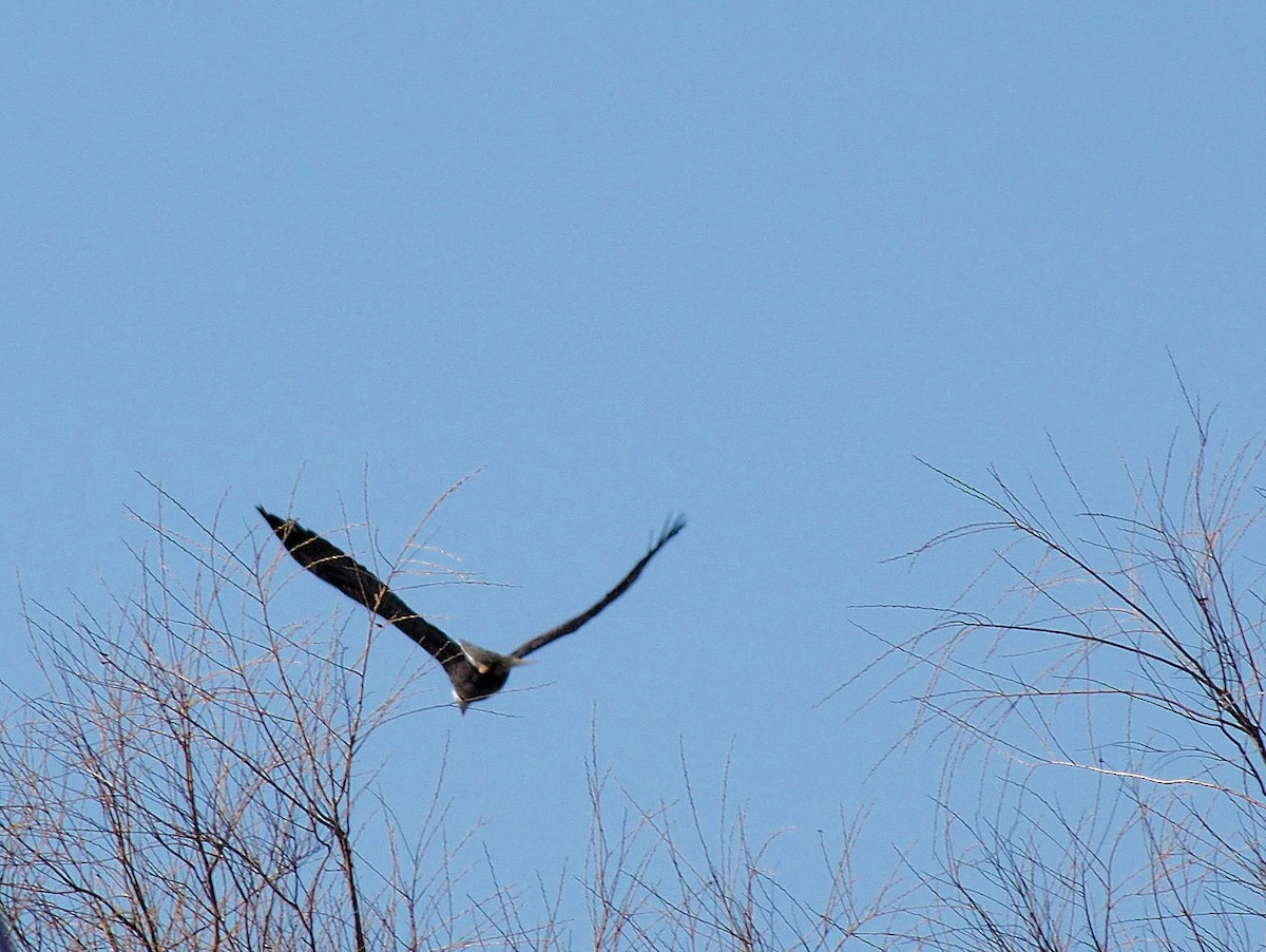 Bald Eagle - ML319052371