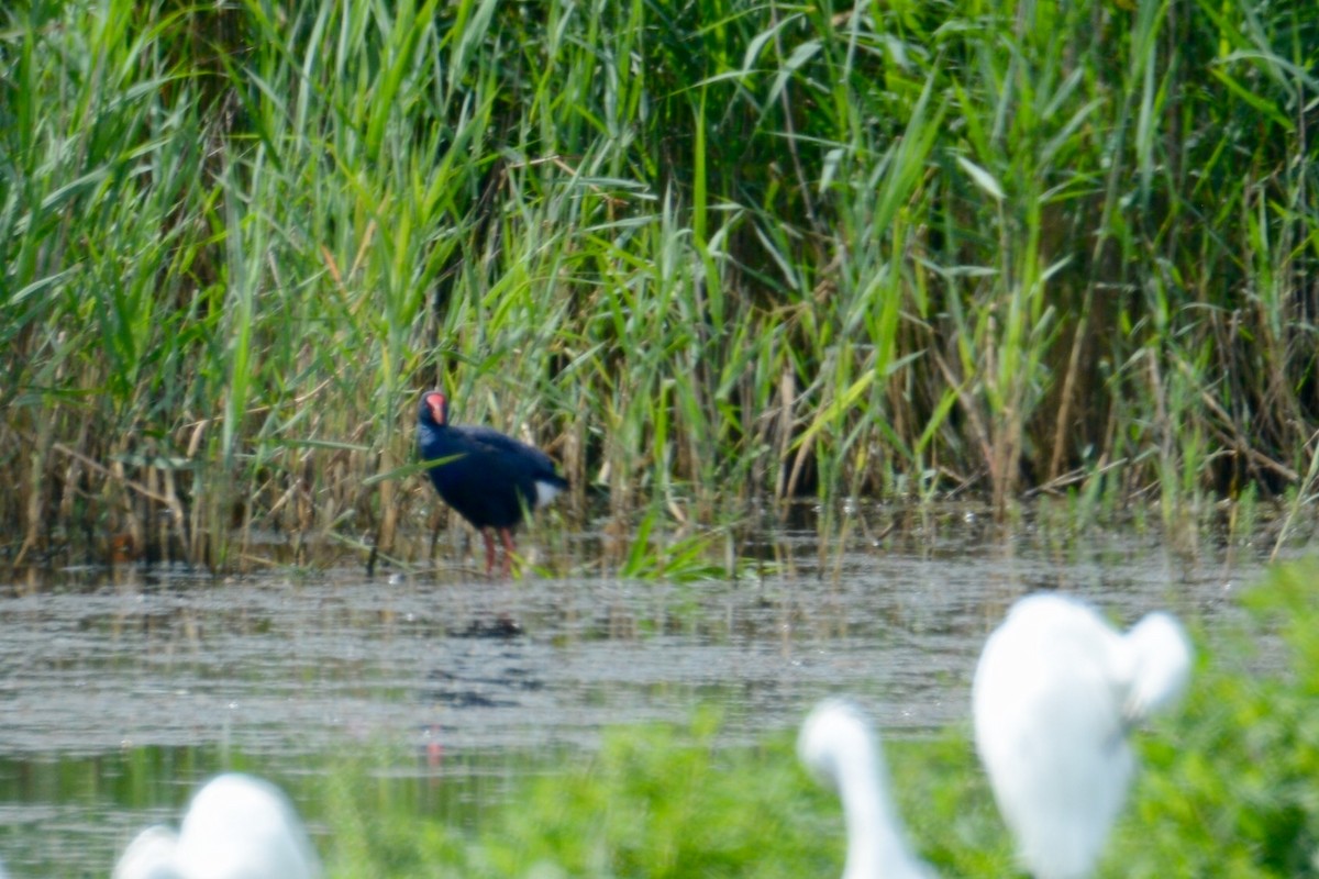 Western Swamphen - ML31905301