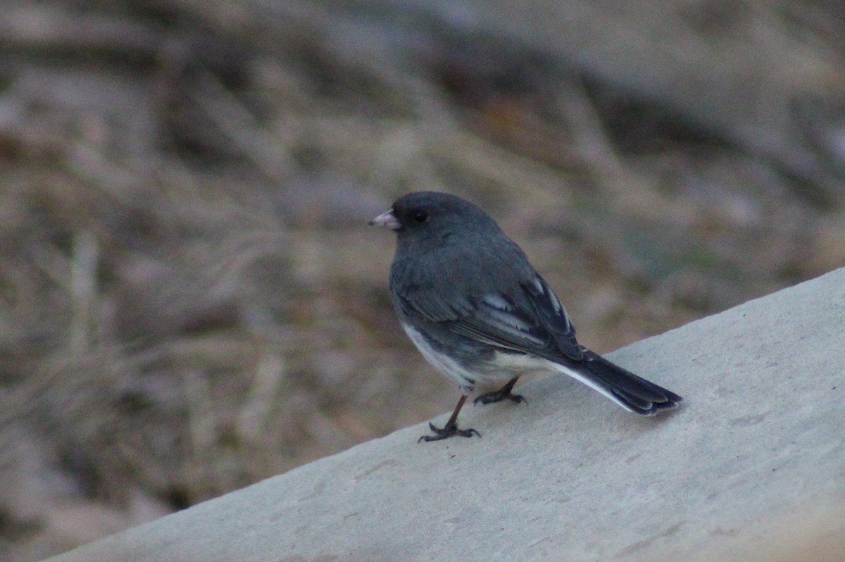 Dark-eyed Junco (Slate-colored) - ML319055991
