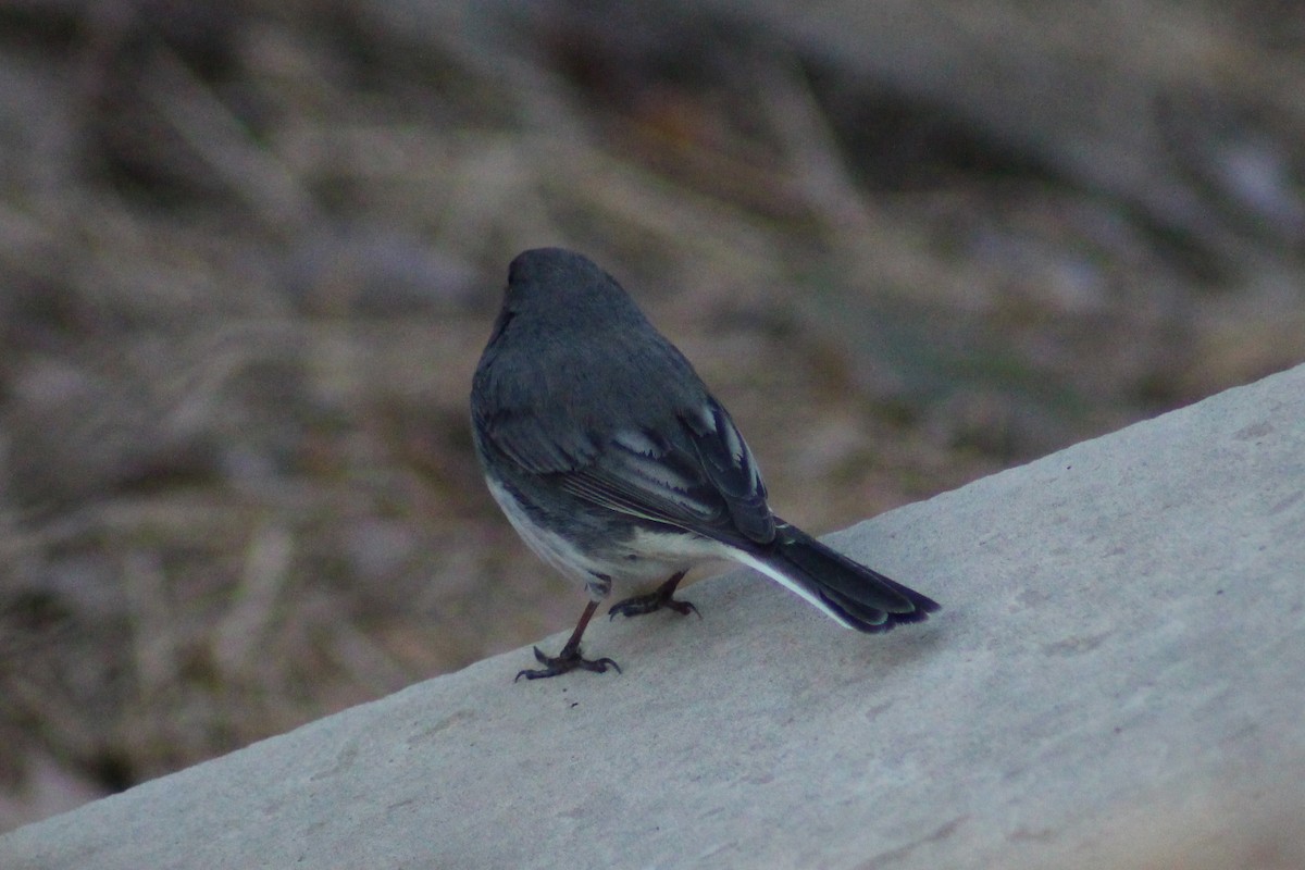 Dark-eyed Junco (Slate-colored) - ML319056001