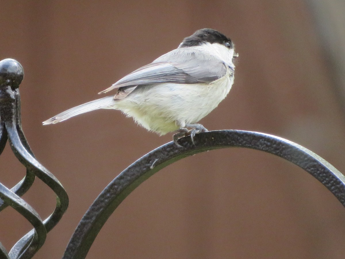 Carolina Chickadee - ML319056641