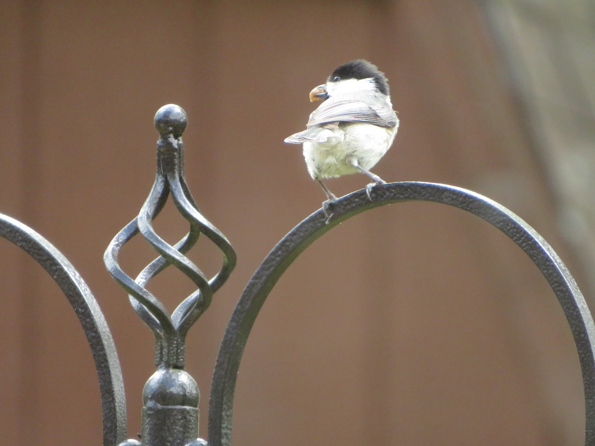 Carolina Chickadee - ML319056691