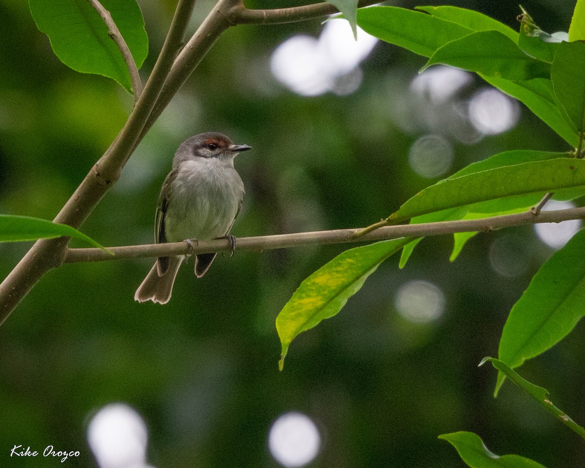 Rufous-browed Tyrannulet - José Orozco