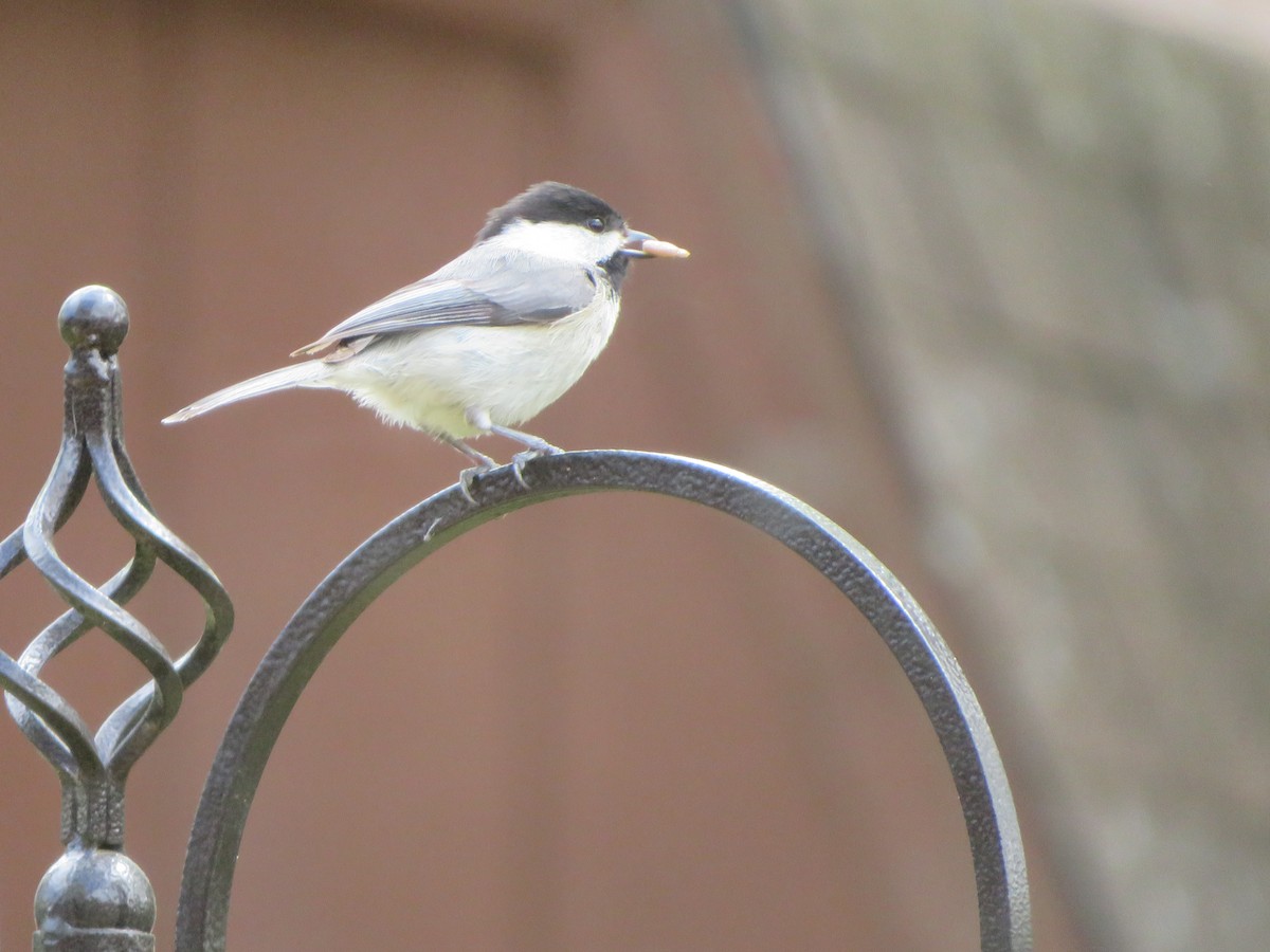 Carolina Chickadee - ML319056761