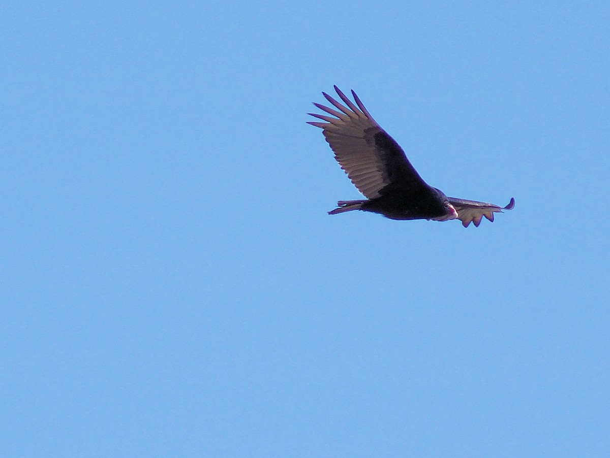 Turkey Vulture - ML319056881