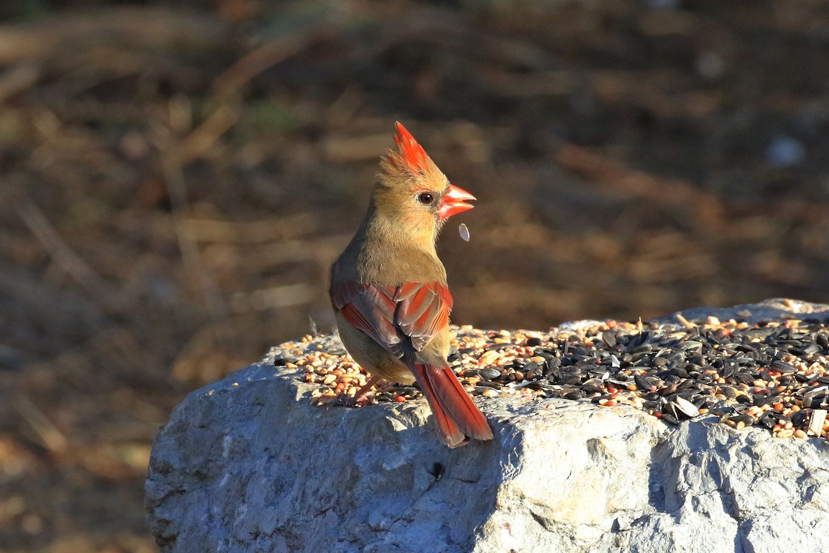 Northern Cardinal - Ida & Carlos Furtado
