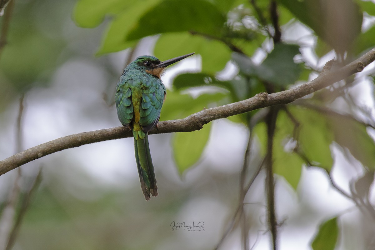 Rufous-tailed Jacamar - Jorge Moisés Herrera R.