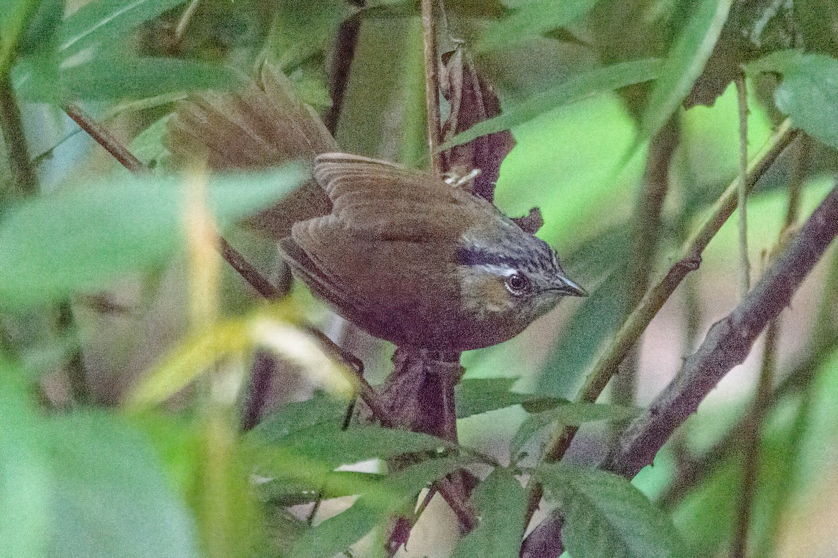 Gray-throated Babbler - ML319059331