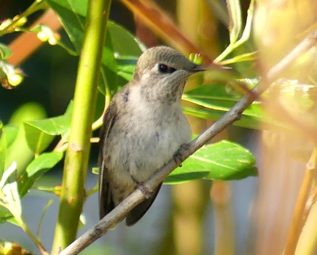 Anna's Hummingbird - ML319059681