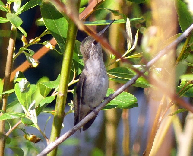 Anna's Hummingbird - ML319059711