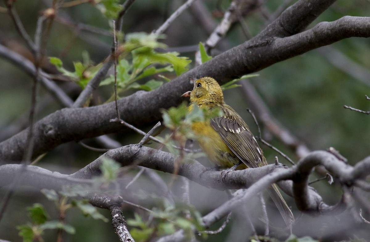 Flame-colored Tanager - ML31906471