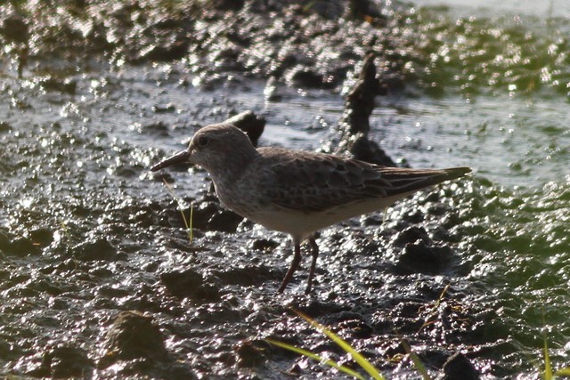 White-rumped Sandpiper - ML31906581