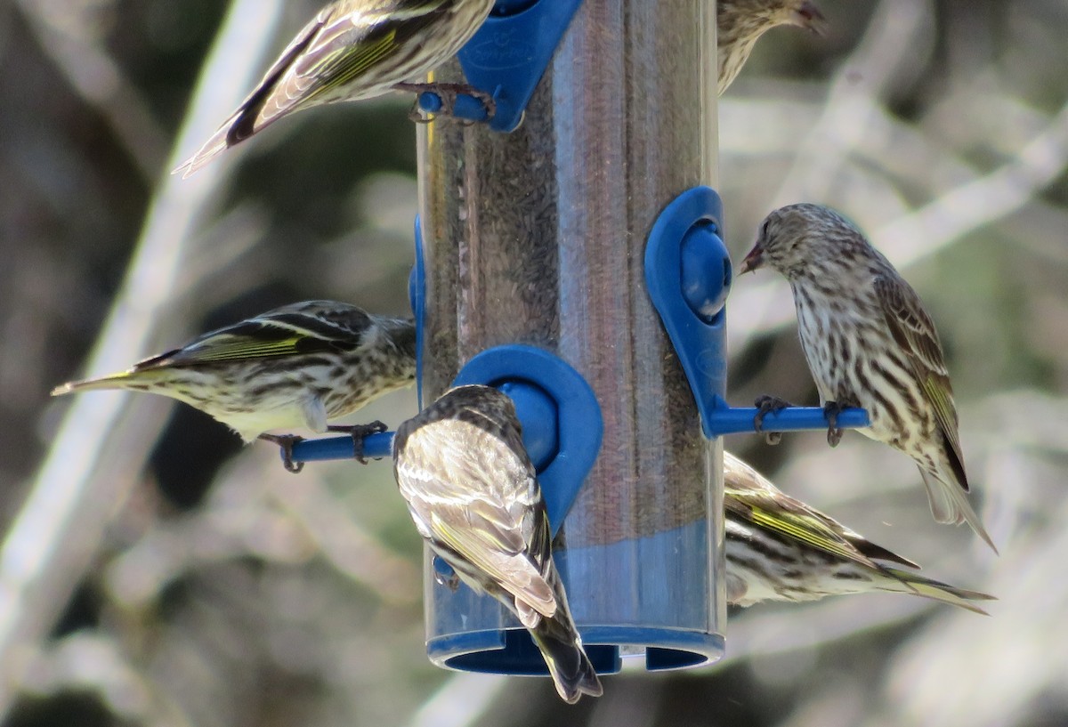 Pine Siskin - ML319066031