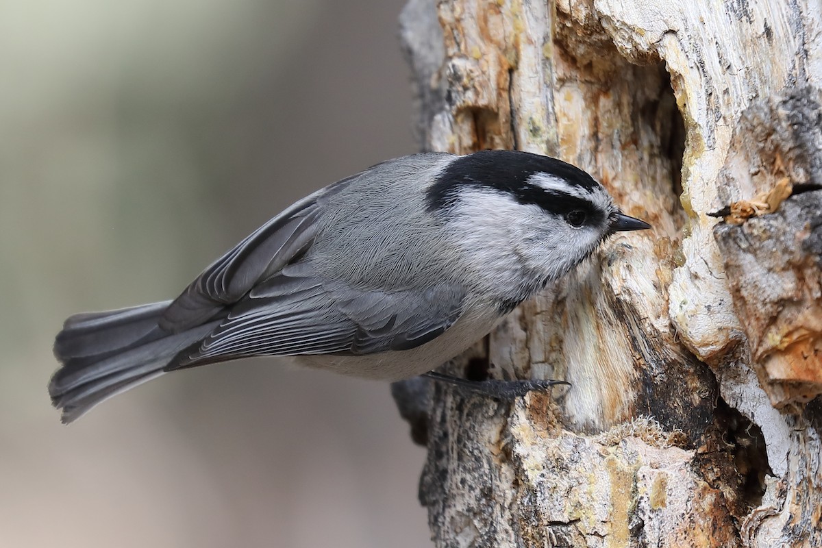 Mountain Chickadee - ML319066421