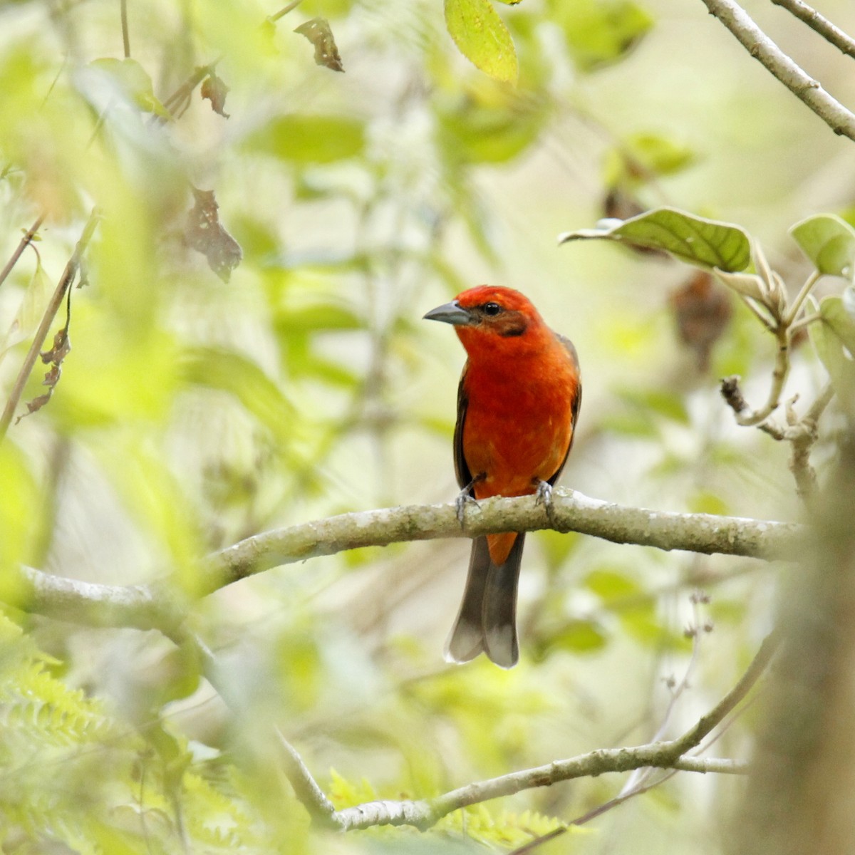 Flame-colored Tanager - ML319068071