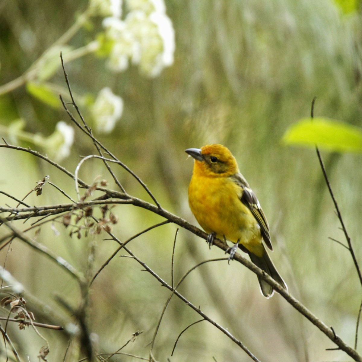 Flame-colored Tanager - ML319068231