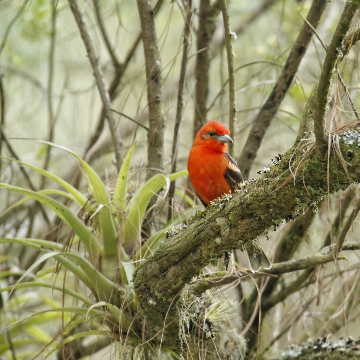 Flame-colored Tanager - FIDEL LÓPEZ GUZMÁN