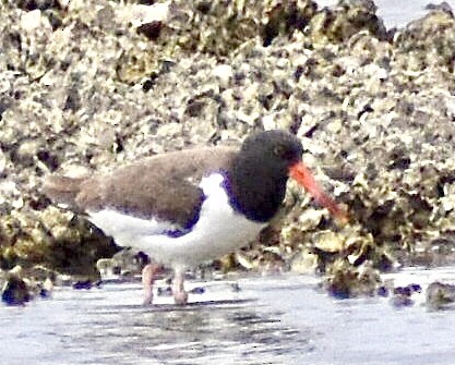 American Oystercatcher - ML319068831