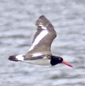 American Oystercatcher - ML319068941