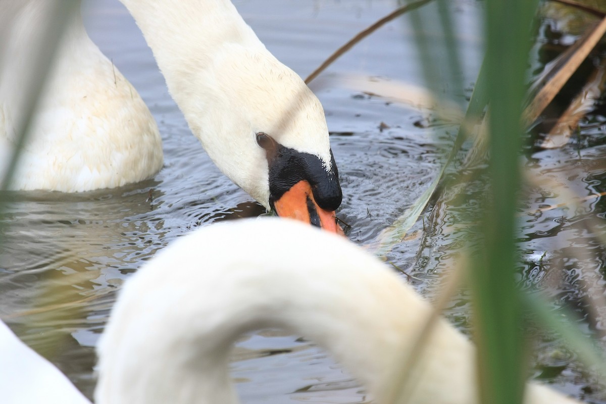 Mute Swan - Tim Lenz