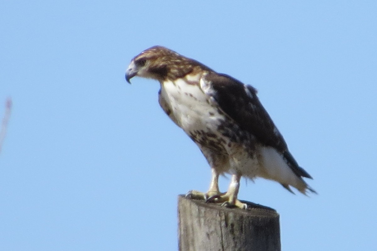 Red-tailed Hawk - ML319070881