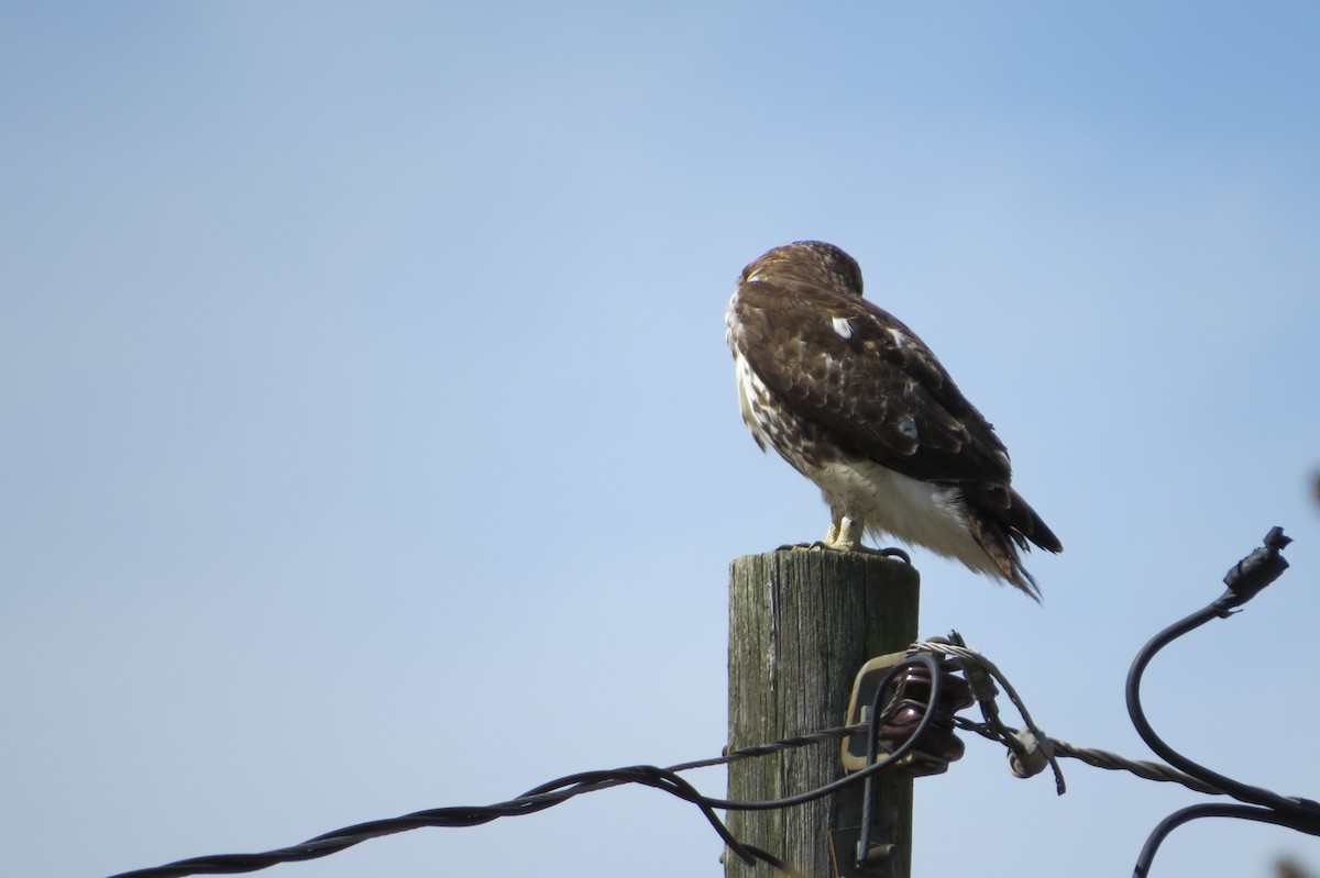 Red-tailed Hawk - ML319070891