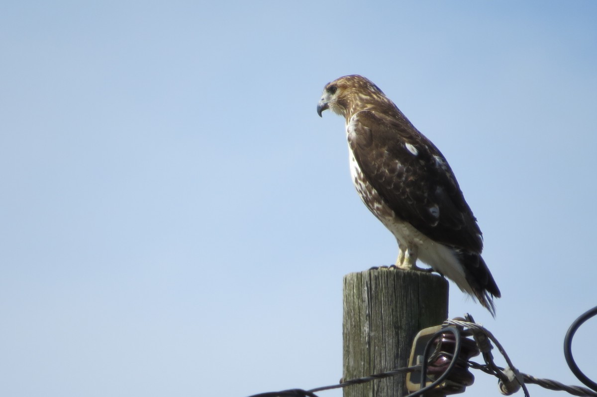 Red-tailed Hawk - ML319070921