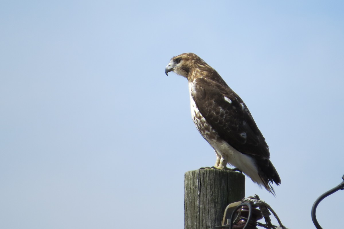 Red-tailed Hawk - ML319070941