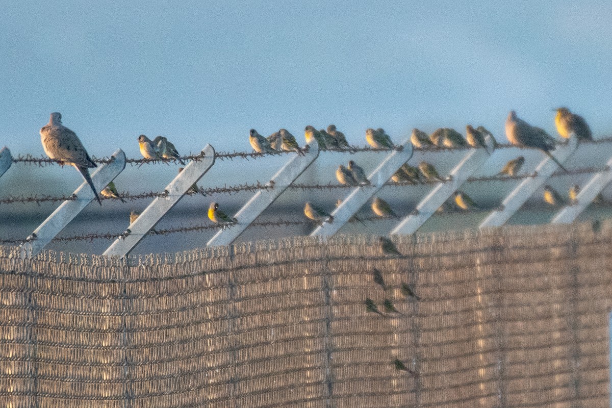 Lawrence's Goldfinch - ML319071071