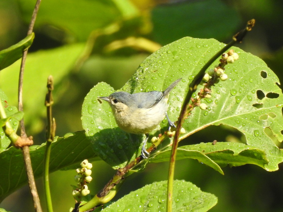 White-eared Conebill - ML319071701