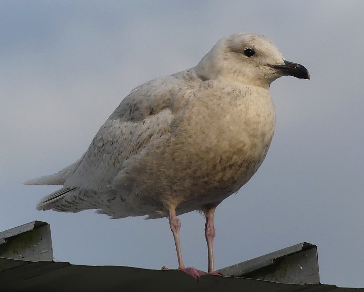 Iceland Gull - ML319073401