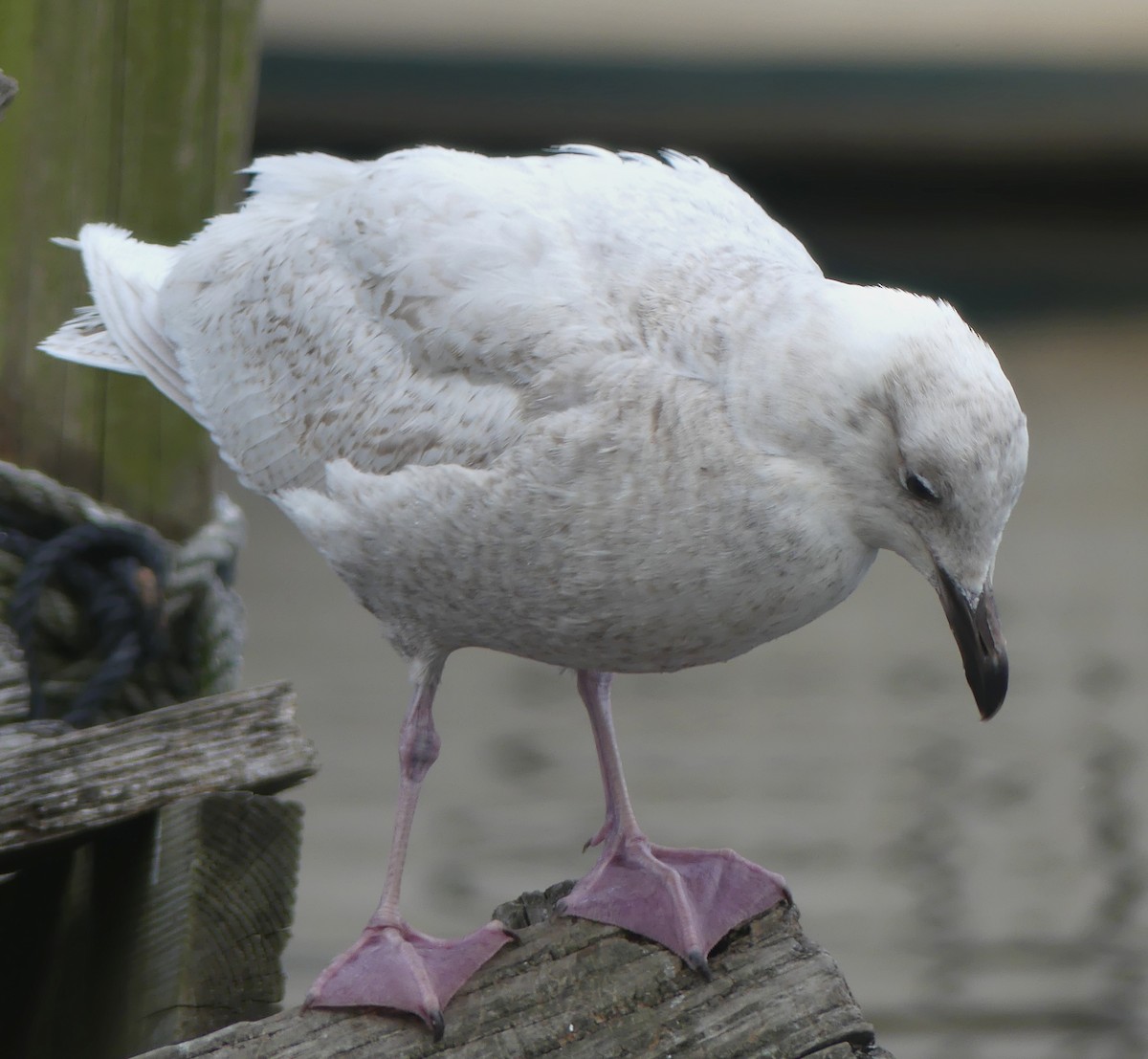 Iceland Gull - ML319073481