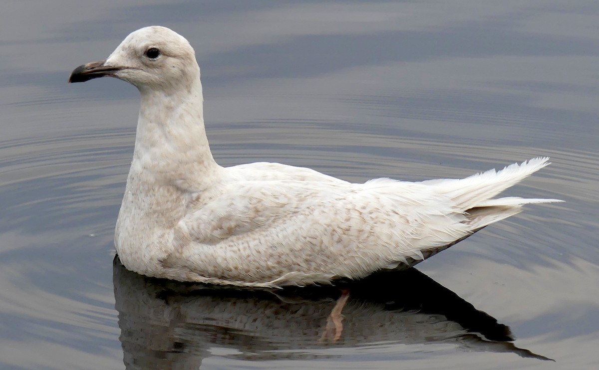 Iceland Gull - ML319073541