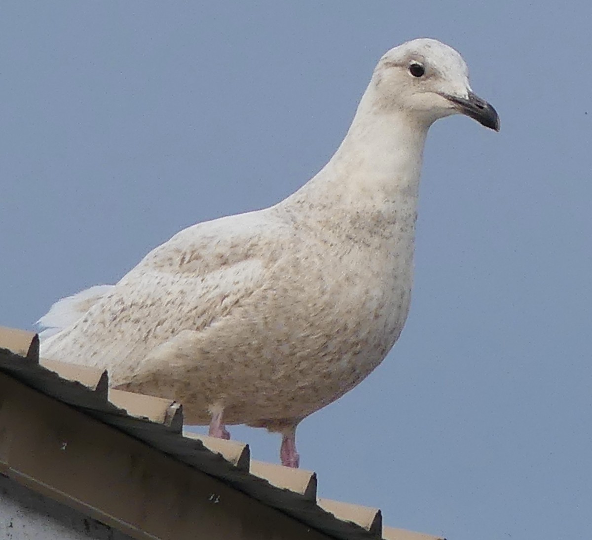 Iceland Gull - ML319073581