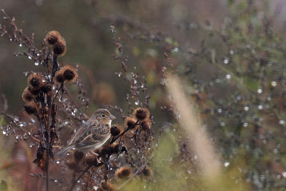 Grasshopper Sparrow - ML31907361