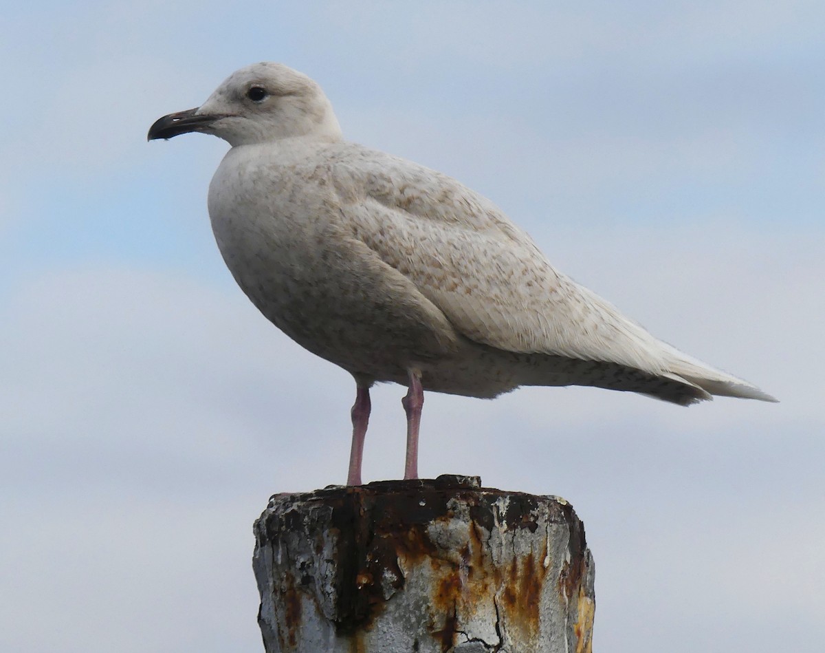Iceland Gull - ML319073771