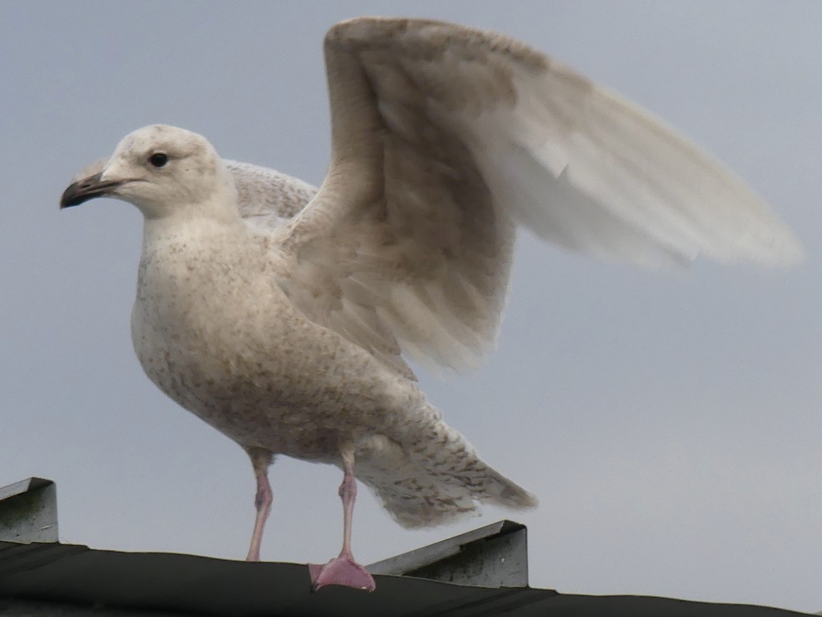 Iceland Gull - ML319073831
