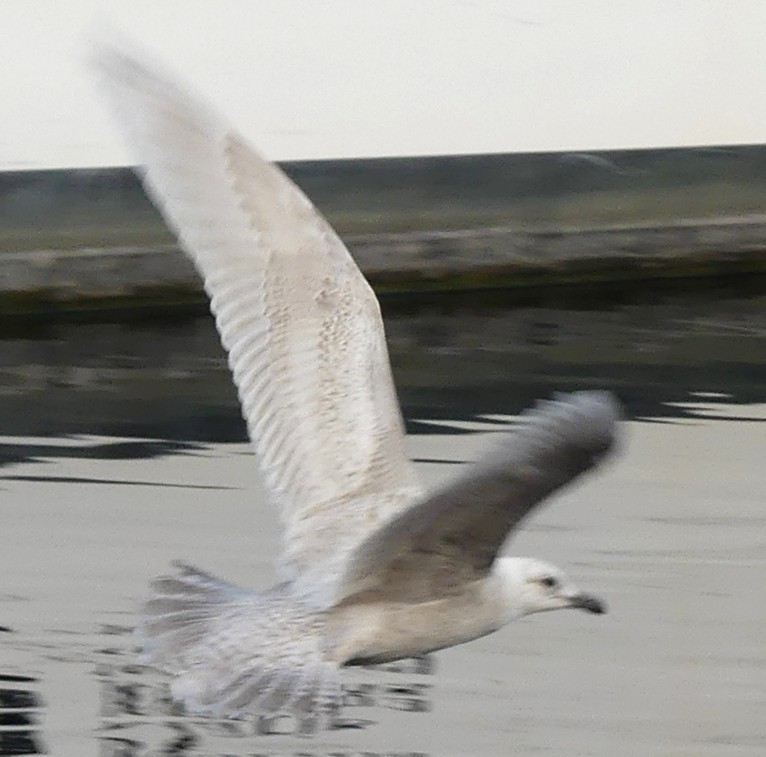 Iceland Gull - ML319074521