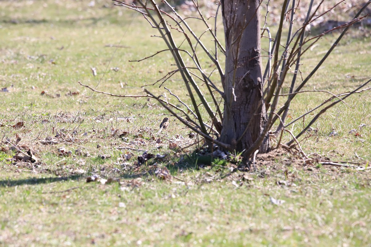 Field Sparrow - ML319074811